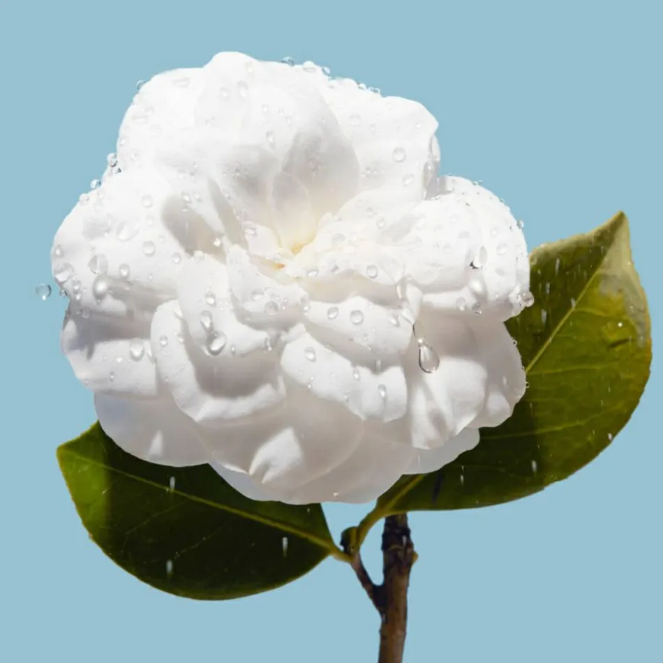 CHANEL HYDRA BEAUTY MICRO CRÈME 50 g | baslerbeauty