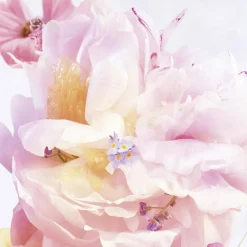DIOR Miss Dior Blooming Bouquet Roller- | baslerbeauty