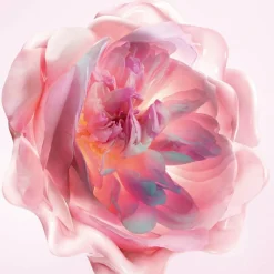 DIOR Miss Dior Melt-In Handcreme 50 ml | baslerbeauty