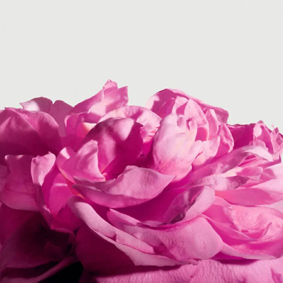 Radical Rose Extrait 100 ml