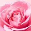 Very Rose   Light Cleansing Foam 150 ml